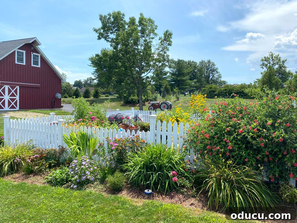 Ranch Renaissance: Modern Farmhouse Transformation 29 house-backyard-with-fenced-in-veggie-garden and white pickets