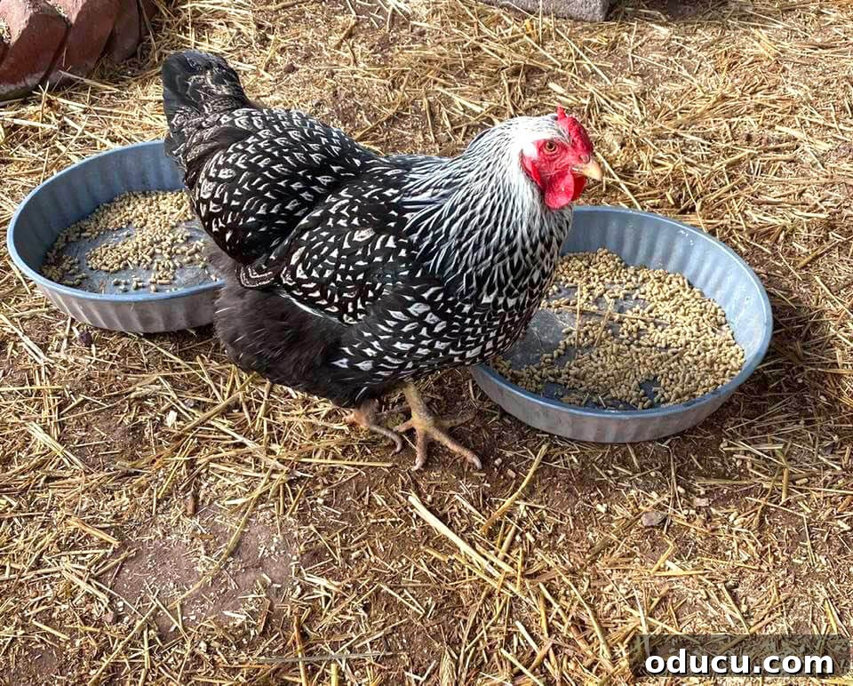Ranch Renaissance: Modern Farmhouse Transformation 4 chickens free-ranging on a small farm