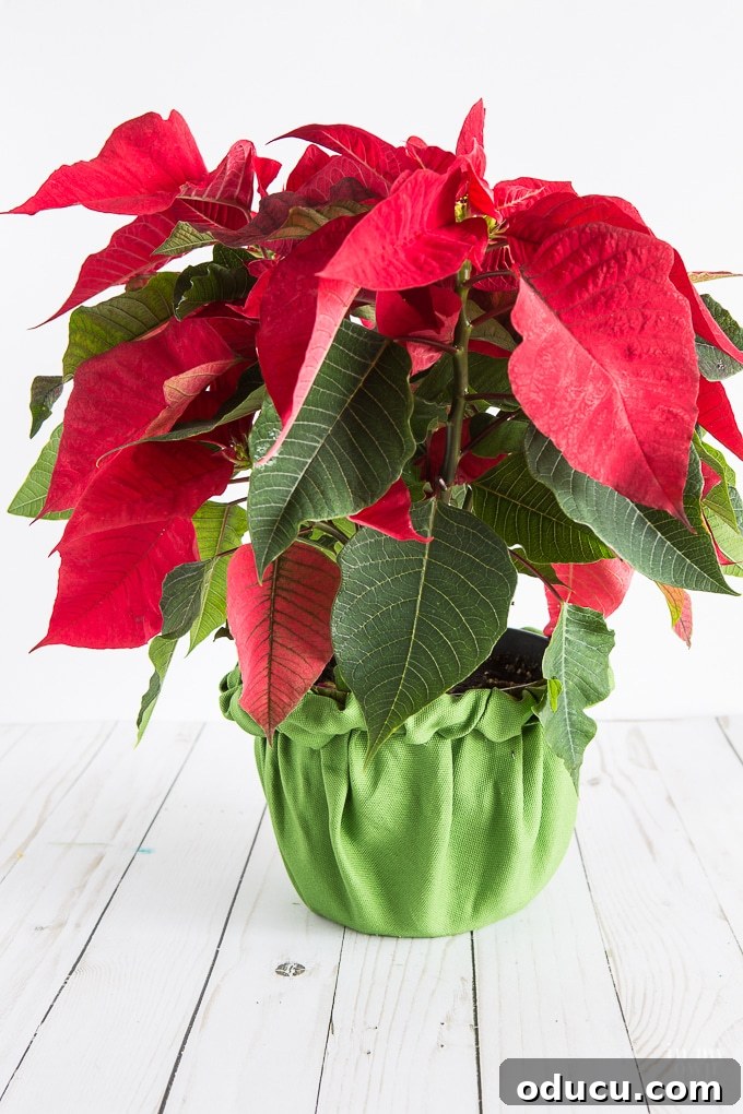 Upcycle Household Items for Breathtaking Decor 14 Add flair to any Flower pot