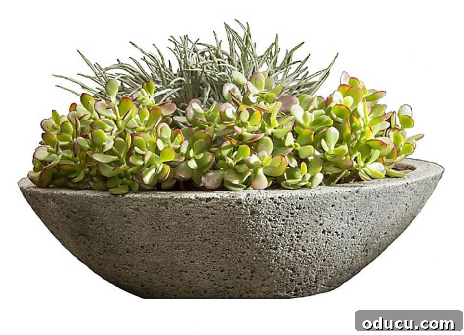 Stylish cast stone planter featuring vibrant succulents, offering an alternative for those who prefer to buy.