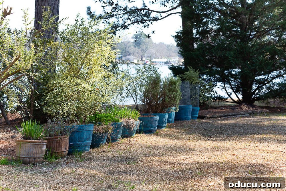 Painted turquoise whiskey barrels used for growing herbs and tomatoes, showcasing creative container gardening solutions.