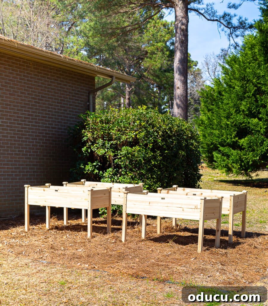 Four elevated wood garden planters arranged in a yard on a bed of pine straw, demonstrating practical placement options.