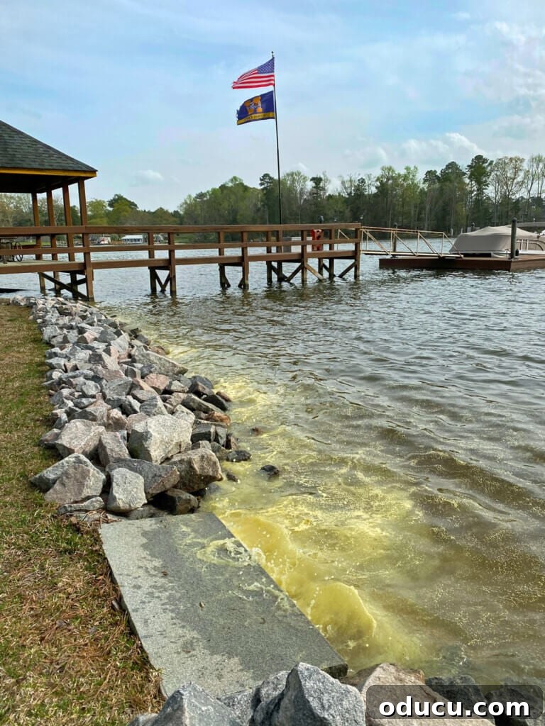 Pollen covering a lake, creating a hazy yellow-green layer on the water surface.