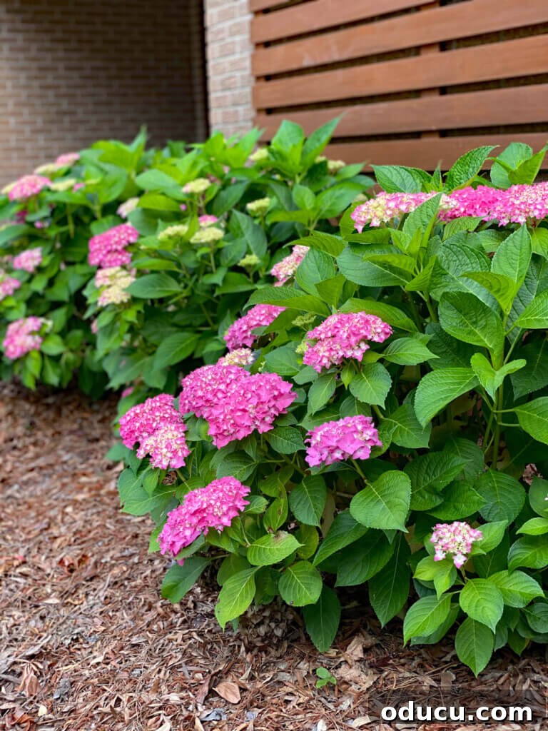 Fashion Field Notes Issue Forty-Three 2 Vibrant pink hydrangeas flourishing in a front yard garden, adding beautiful curb appeal.
