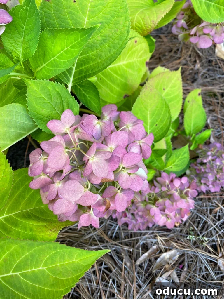 faded-pink-hydrangeas-still-on-bush
