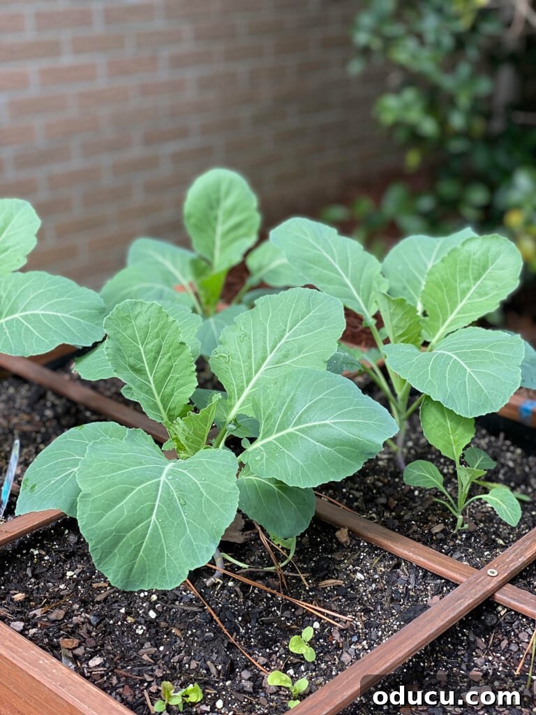 Style Insights Issue 83 2 collard greens in garden