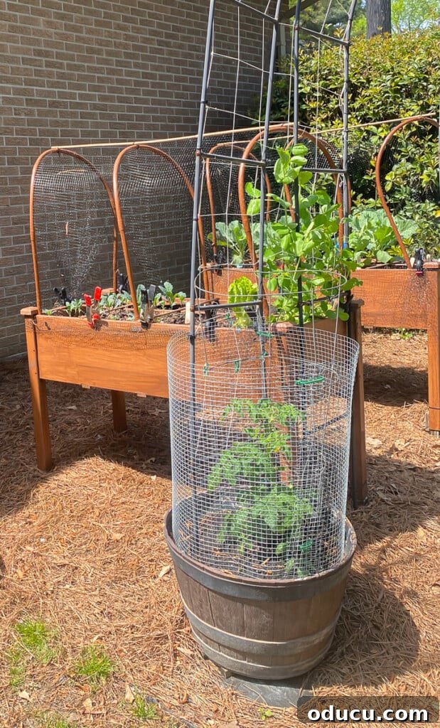 Protect Your Raised Garden From Squirrels 7 protecting tomato plants from squirrels and birds