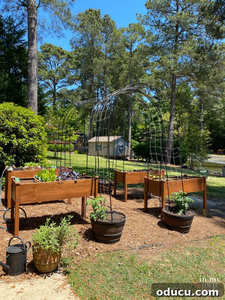 Protect Your Raised Garden From Squirrels 3 Kitchen Garden in yard with elevated beds.