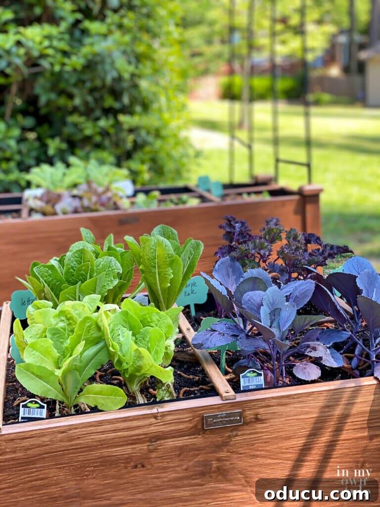Protect Your Raised Garden From Squirrels 4 Lettuce and red cabbage growing in elevated beds in kitchen garden.