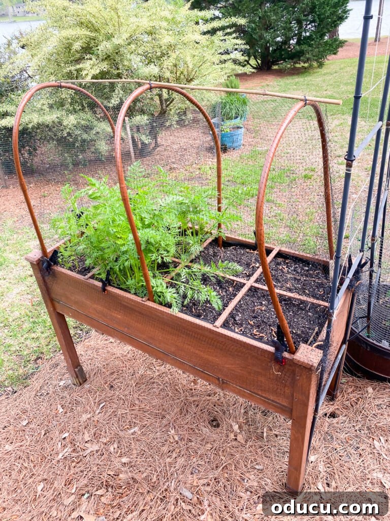 Protect Your Raised Garden From Squirrels 5 close up of how hoops and netting look to keep birds and squirrels out of raised garden beds