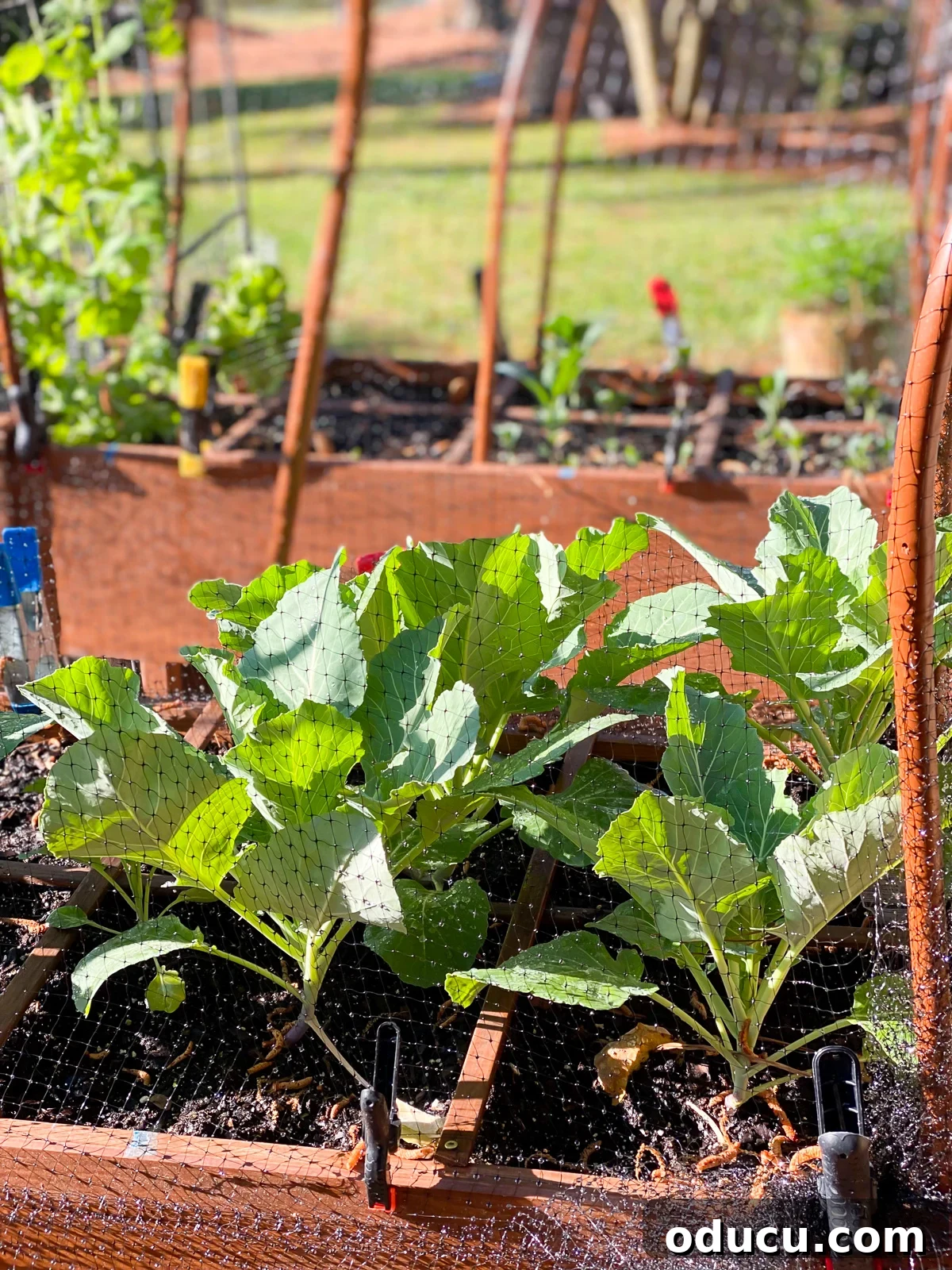 Protect Your Raised Garden From Squirrels 8 Squirrel proofing garden. Collard greens growing in raised garden.