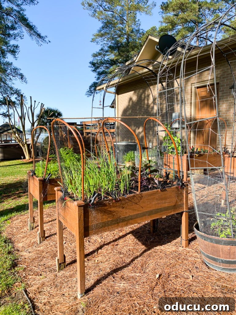 Protect Your Raised Garden From Squirrels 6 Hoops and netting to keep squirrels out of raised beds.