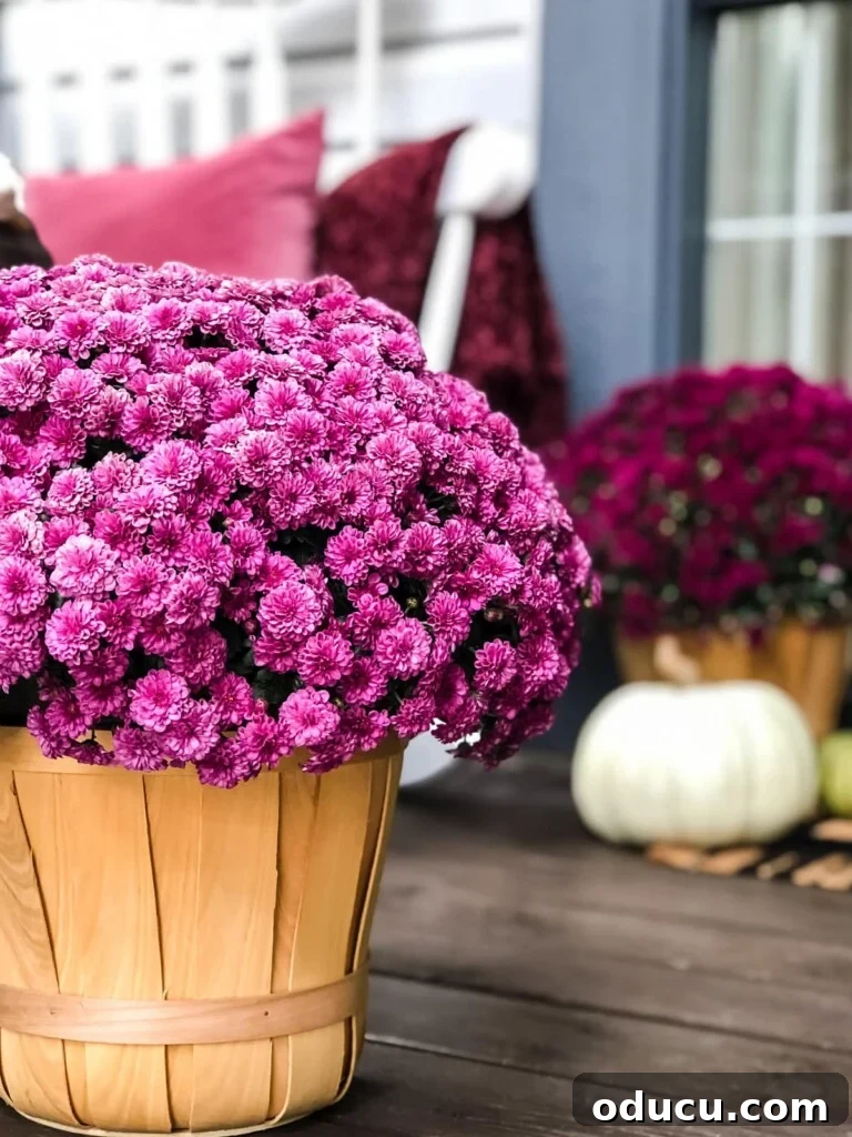 Fashion Finds 112 2 purple fall mums in an apple basket on porch