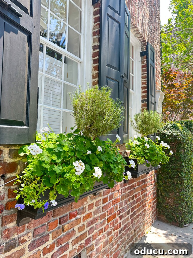 flower boxes with white geraniums on a brick house