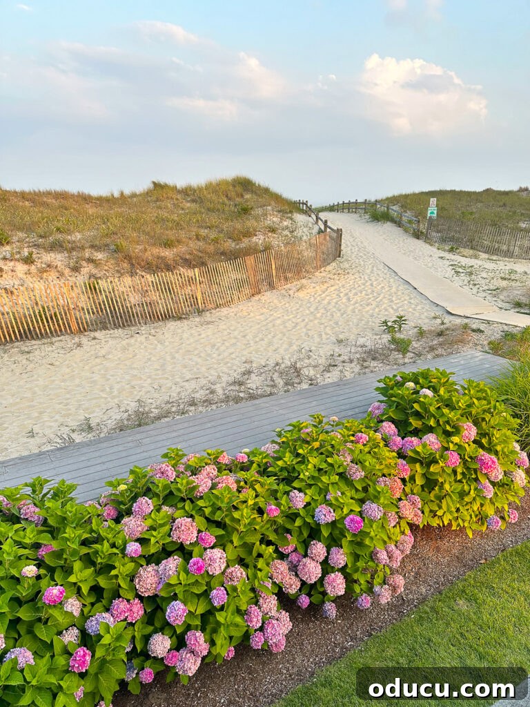 Trend Dossier 201 4 Lush pink and purple hydrangeas along a beach bulkhead