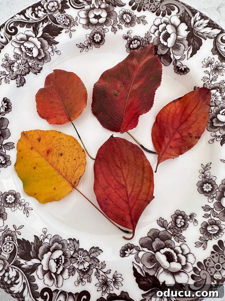 Style Scouting Volume 207 2 Vibrant fall leaves arranged artfully on a white plate, symbolizing the early arrival of autumn and the beauty of seasonal change.