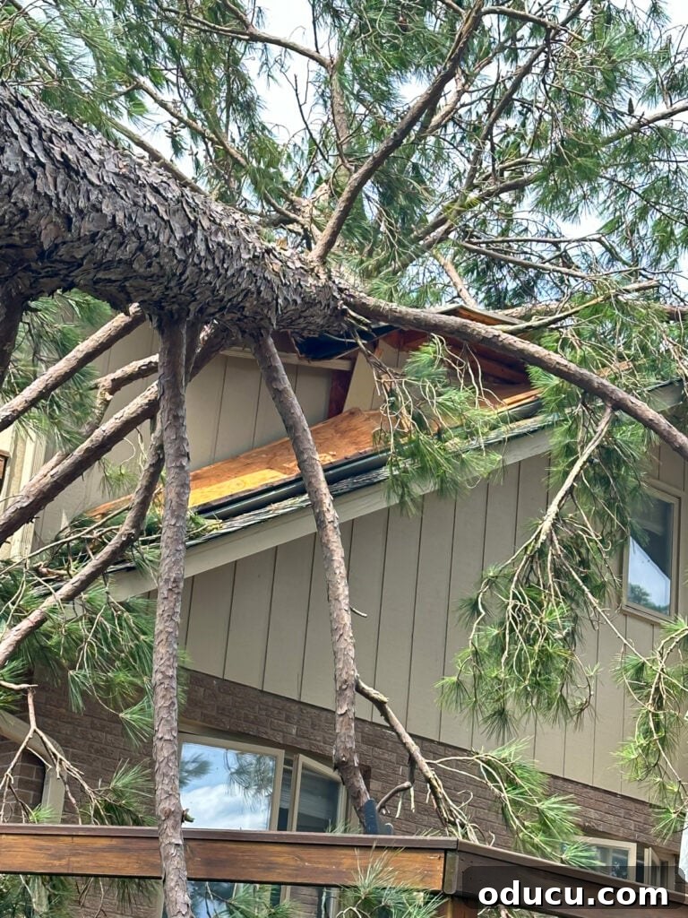 Adventures in Life and Home 2 Property damage to a house from Hurricane Helene, with a large tree branch through the roof of a bedroom.