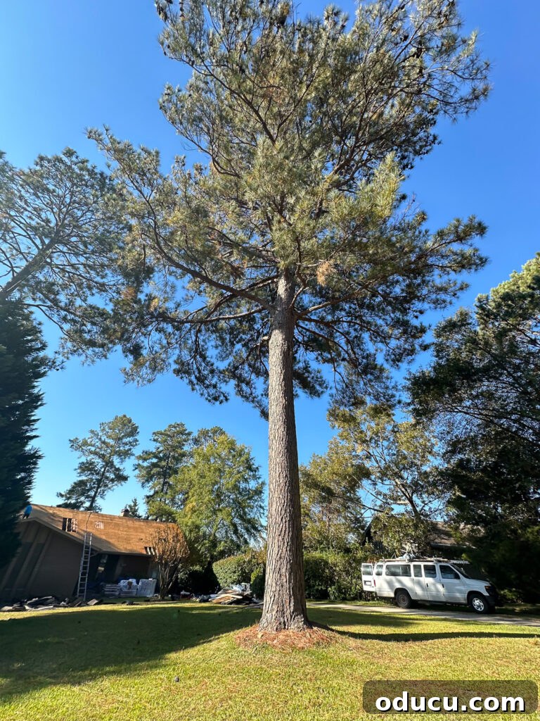 Adventures in Life and Home 16 A large, healthy pine tree standing tall in front of a house, soon to be removed for safety reasons.
