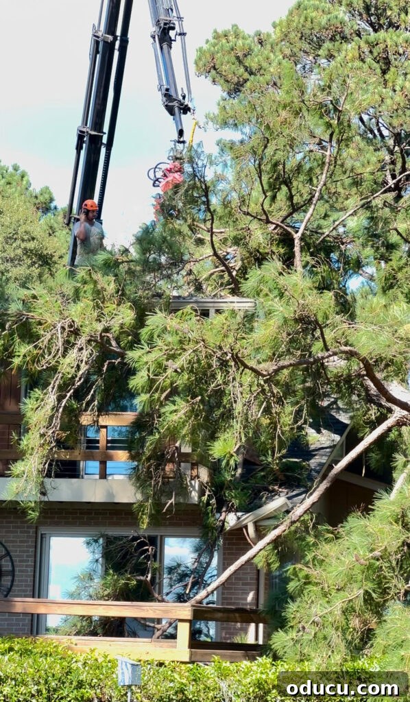 Adventures in Life and Home 4 A large crane with a saw and claw attachment carefully removing a massive tree from a damaged house.